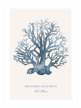 Vita Marina - Poster Seti Trio